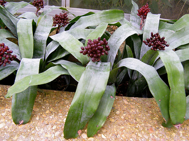 Aechmea fulgens / эхмея сверкающая