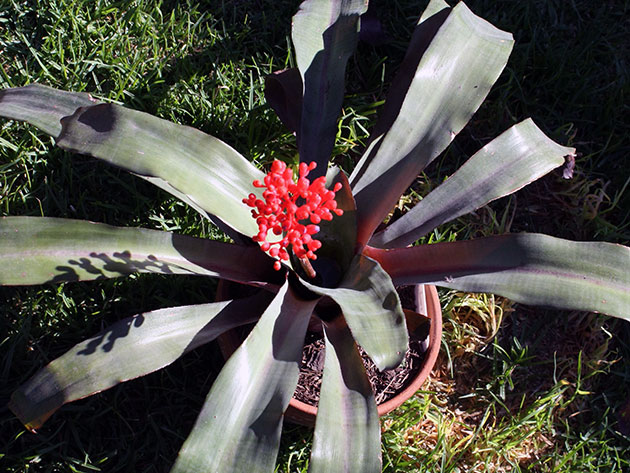 Aechmea miniata / эхмея матово-красная