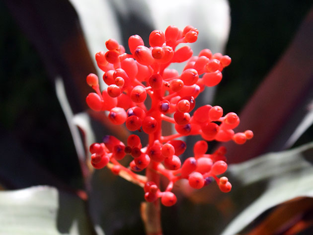 Aechmea miniata / эхмея матово-красная