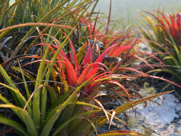 Aechmea recurvata / эхмея изогнутая