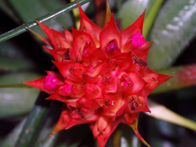 Aechmea recurvata / эхмея изогнутая