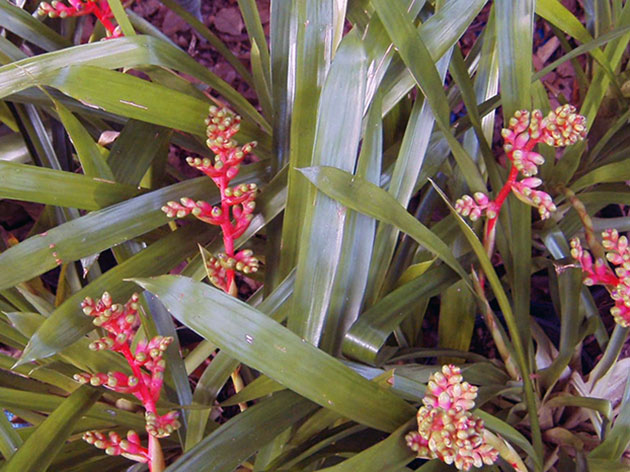 Aechmea weilbachii / эхмея Вайльбаха