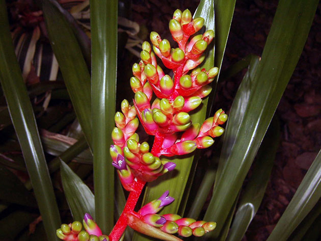 Aechmea weilbachii / эхмея Вайльбаха