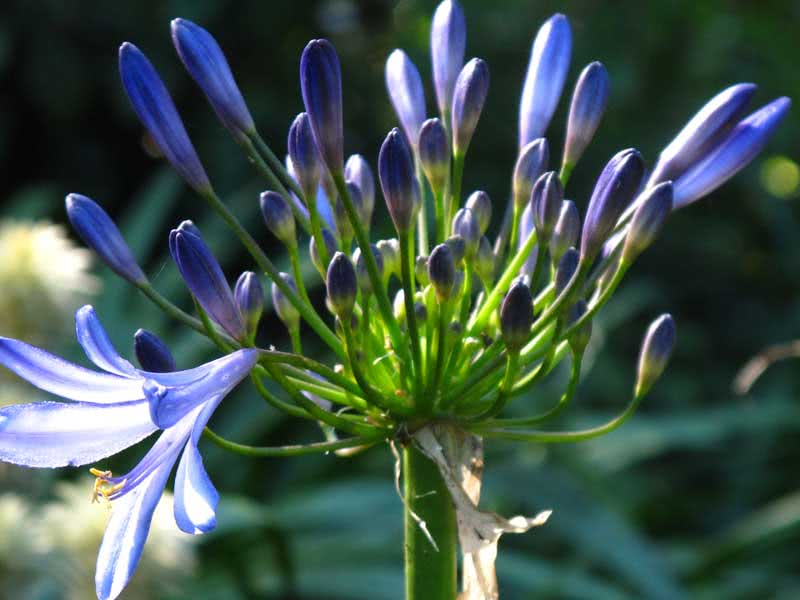 Agapanthus orientalis / агапантус восточный
