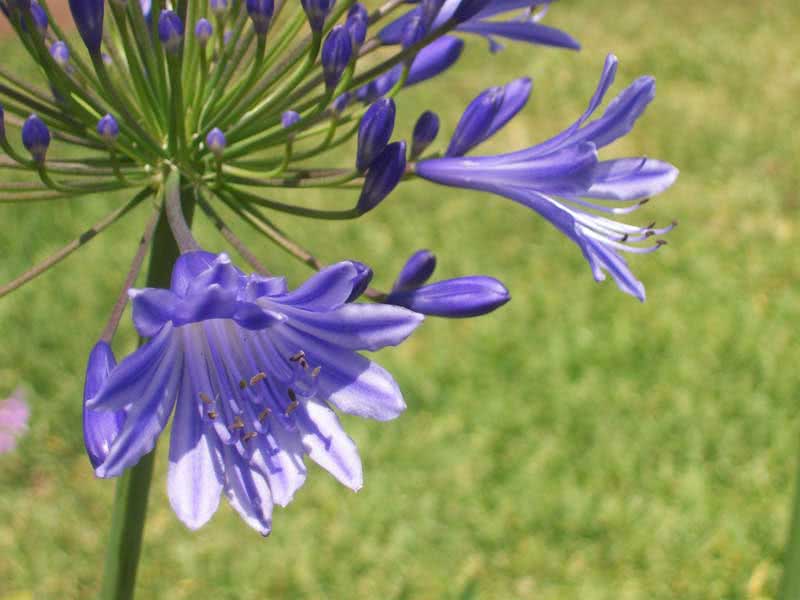 Agapanthus orientalis / агапантус восточный