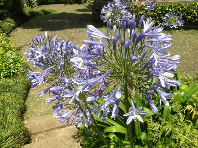 Agapanthus orientalis / агапантус восточный