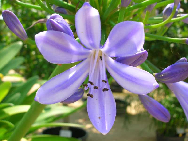 Agapanthus orientalis / агапантус восточный