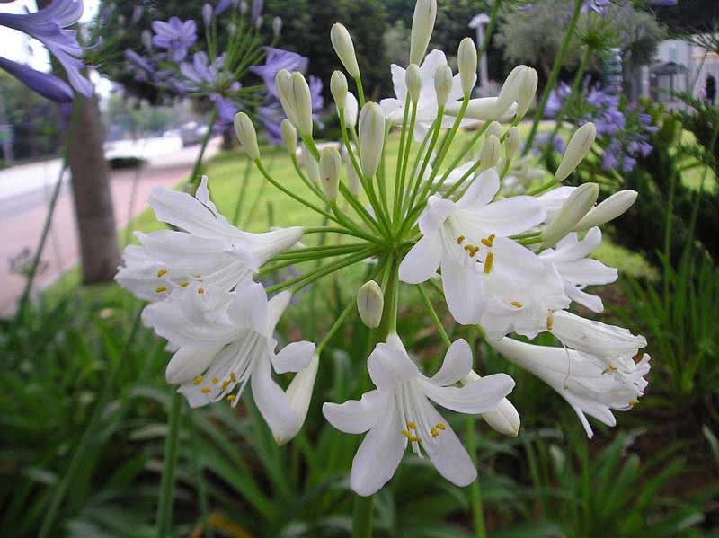 Agapanthus umbellatus / агапантус зонтичный
