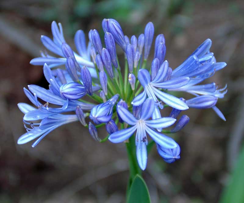 Agapanthus umbellatus / агапантус зонтичный