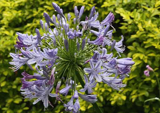 Agapanthus umbellatus / агапантус зонтичный