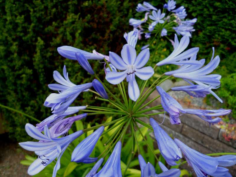 Agapanthus umbellatus / агапантус зонтичный
