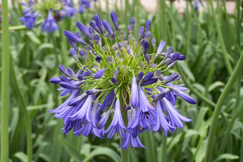 Agapanthus umbellatus / агапантус зонтичный