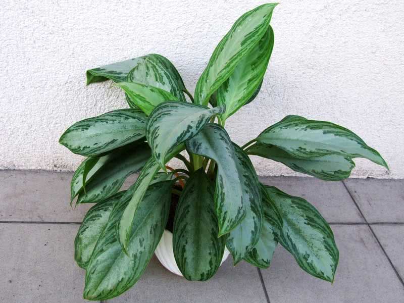 Aglaonema commutatum / аглаонема переменчивая