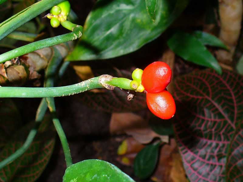Aglaonema costatum / аглаонема ребристая