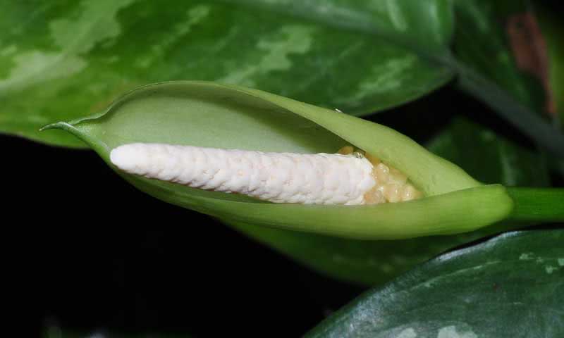 Aglaonema marantifolium / аглаонема продолговатолистная