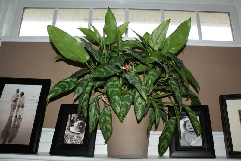 Aglaonema modestum / аглаонема скромная