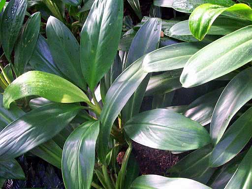 Aglaonema nitidum / аглаонема блестящая