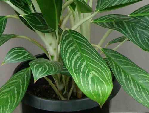 Aglaonema nitidum / аглаонема блестящая
