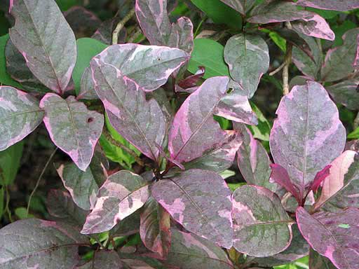 Aglaonema pictum / аглаонема расписная
