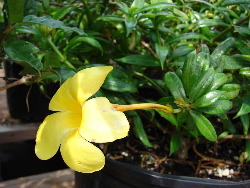 Allamanda cathartica / алламанда слабительная
