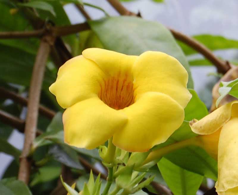 Allamanda cathartica / алламанда проносна
