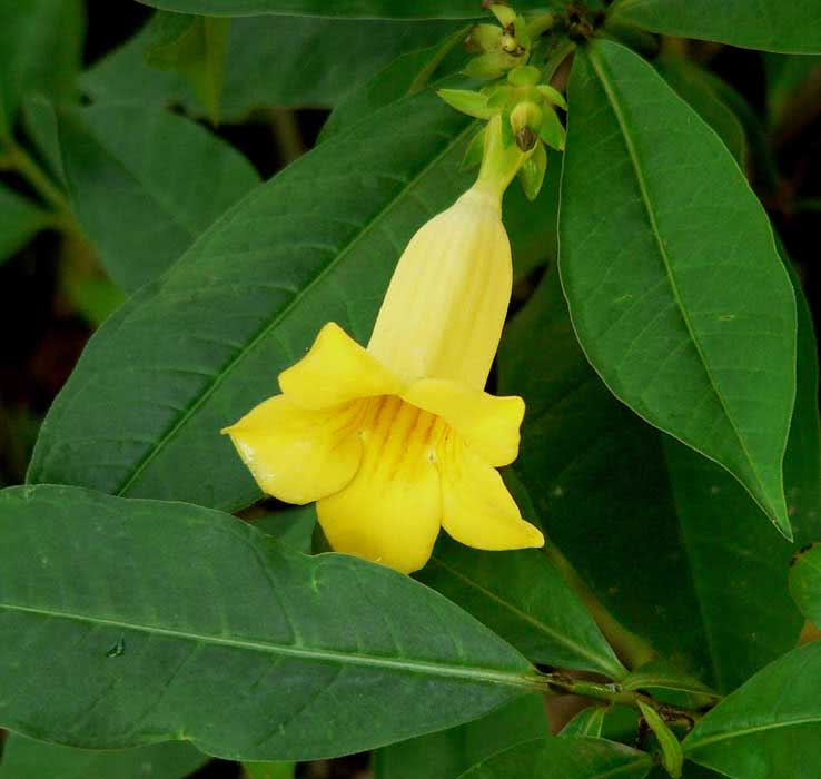Allamanda neriifolia / алламанда олеандролистная
