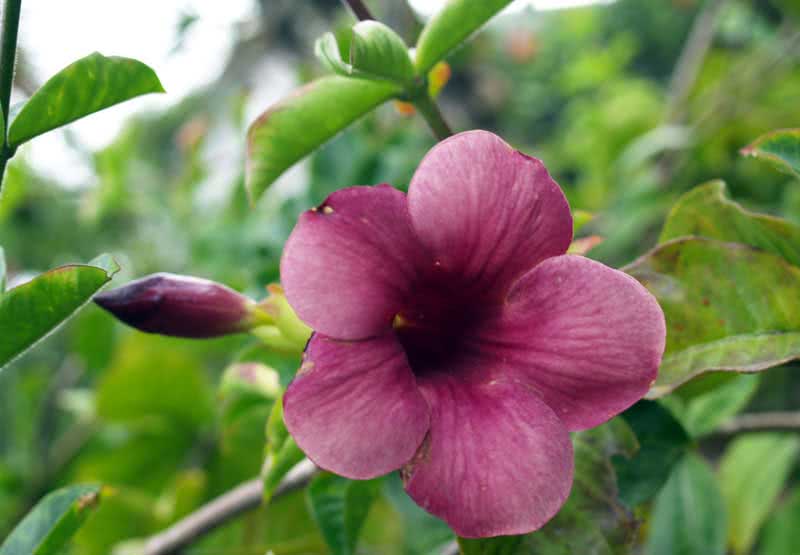 Allamanda violacea / алламанда фіолетова