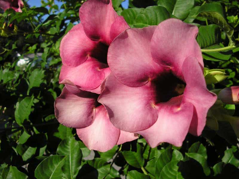 Allamanda violacea / алламанда фиолетовая