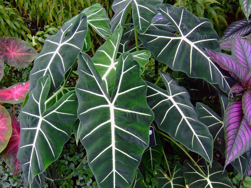 Alocasia amazonica / алоказия амазонская