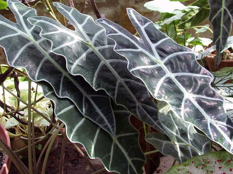 Alocasia amazonica / алоказия амазонская