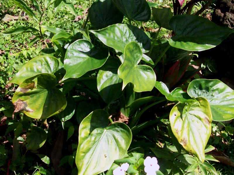 Alocasia cucullata / алоказия клобучковая