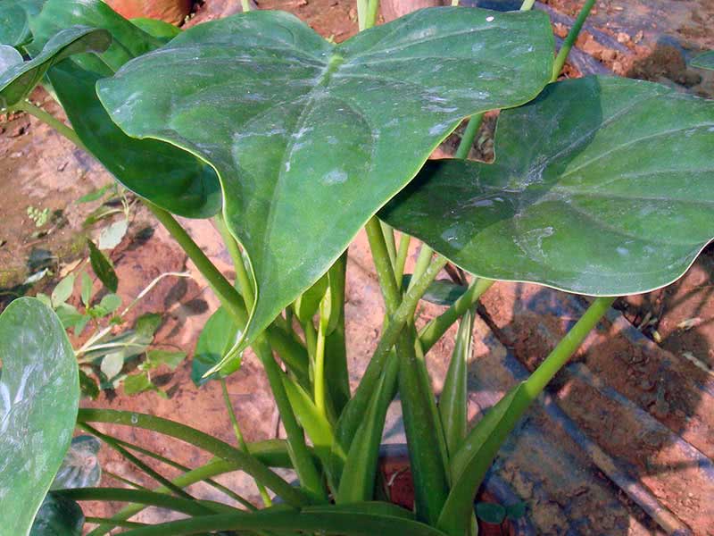 Alocasia cucullata / алоказия клобучковая