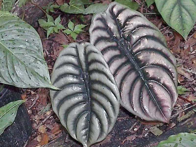 Alocasia cuprea / алоказия медно-красная