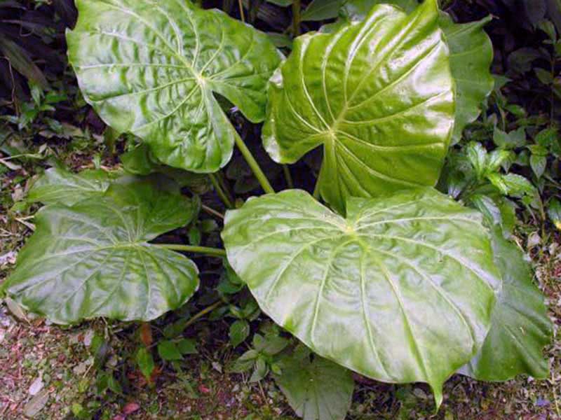 Alocasia indica / алоказия индийская