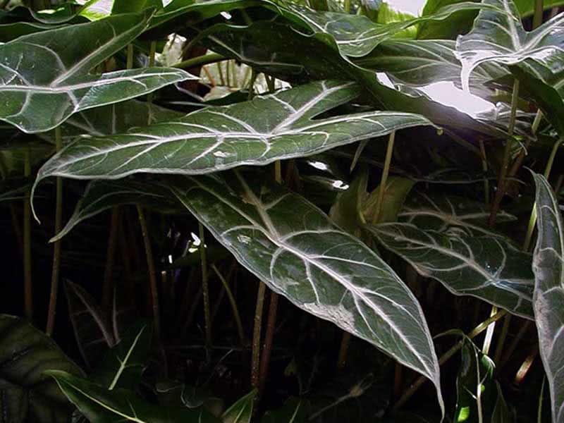 Alocasia lowii / алоказия Лоу