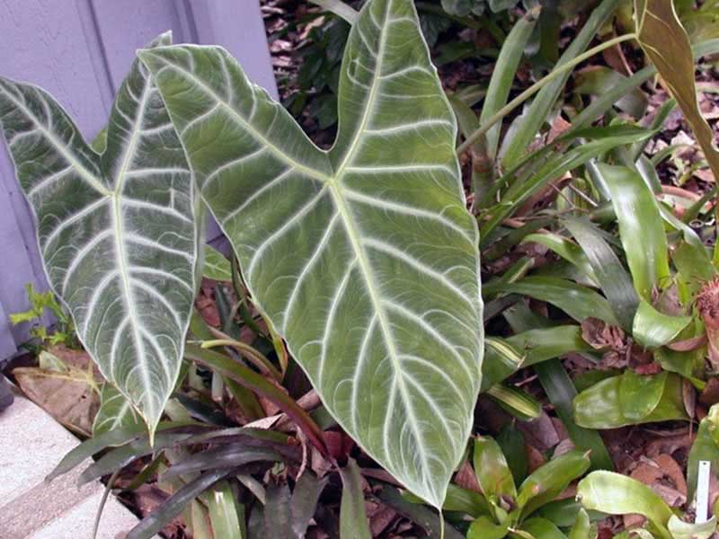 Alocasia lowii / алоказия Лоу