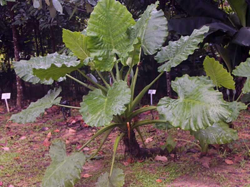 Alocasia macrorrhizos / алоказия крупнокорневая