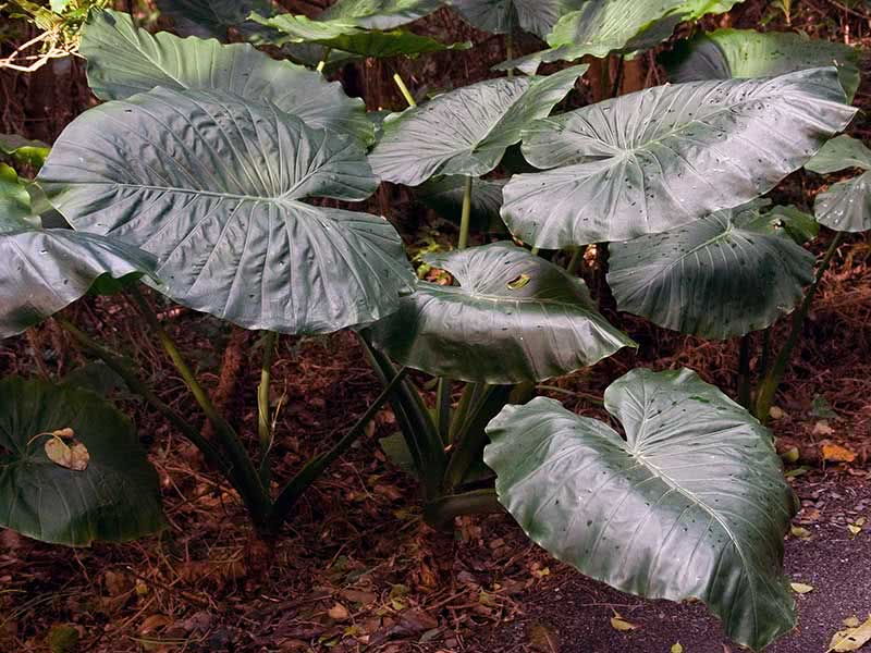 Alocasia odora / алоказия пахучая