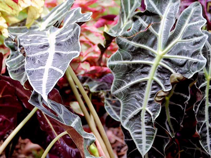 Alocasia sanderiana / алоказия Сандера