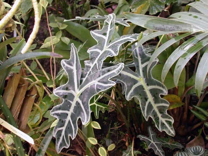 Alocasia sanderiana / алоказия Сандера