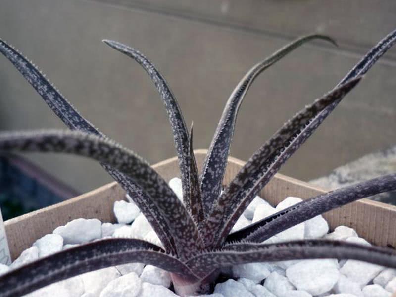 Aloe albiflora / алоэ белоцветковое