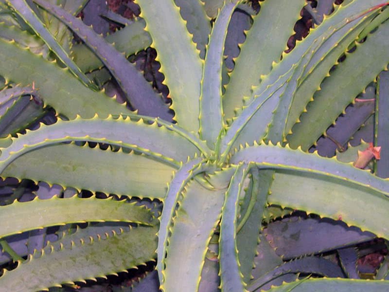 Aloe arborescens / алоэ древовидное