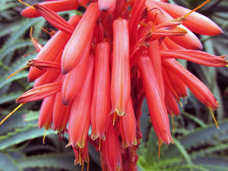 Aloe arborescens / алоэ древовидное