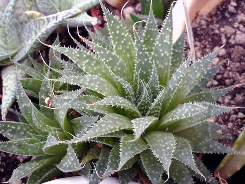 Aloe aristata / алоэ остистое