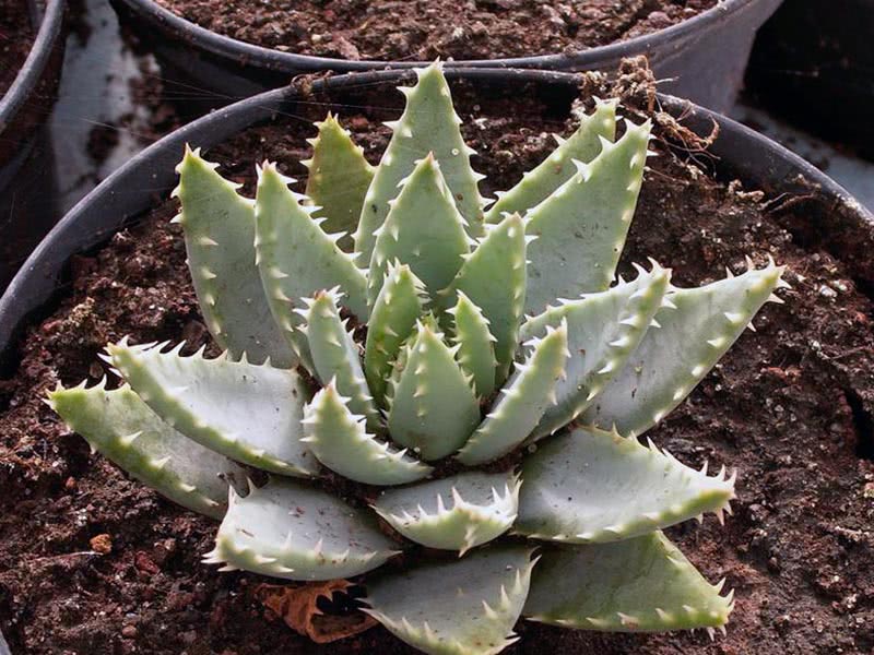 Aloe brevifolia / алоэ коротколистное