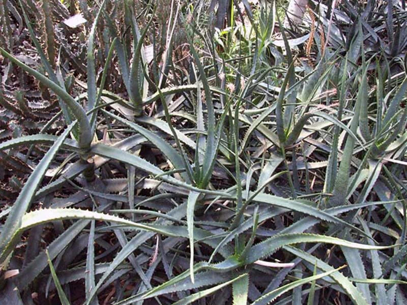 Aloe camperi / алоэ кампери