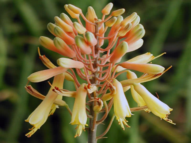 Aloe camperi / алоэ кампери