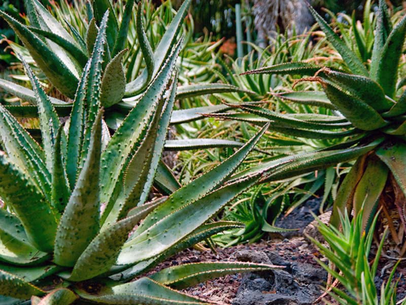 Aloe dichotoma / алоэ дихотомическое