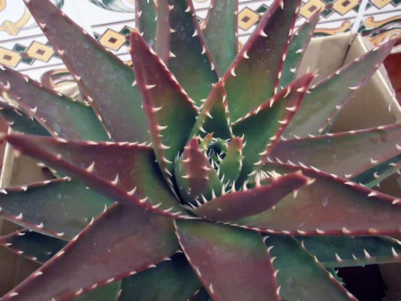 Aloe ferox / алоэ ужасное (устрашающее)