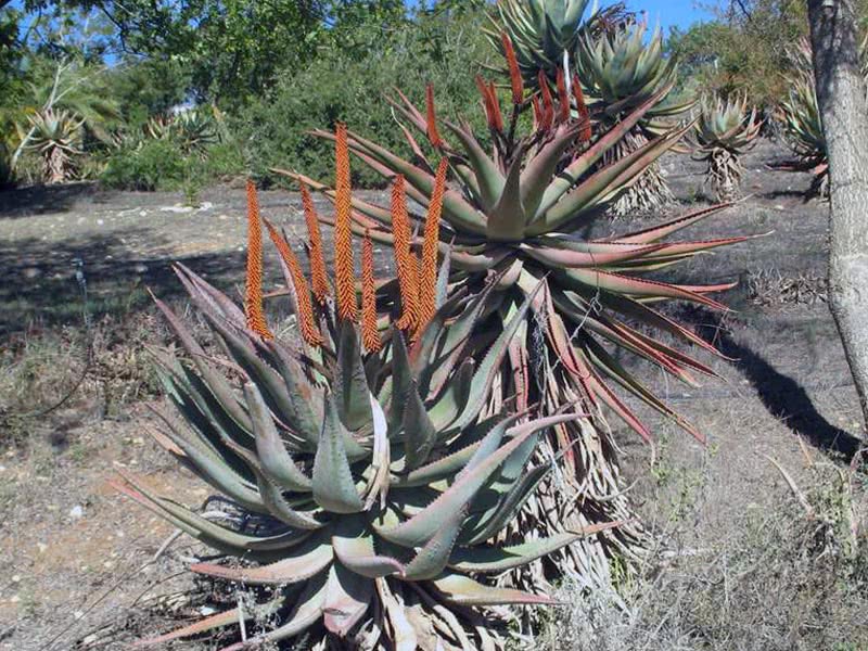 Aloe ferox / алоэ ужасное (устрашающее)